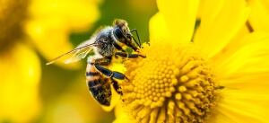 Abejas, los principales polinizadores.