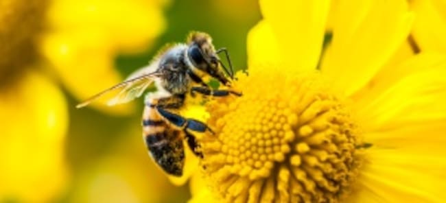 Abejas, los principales polinizadores.