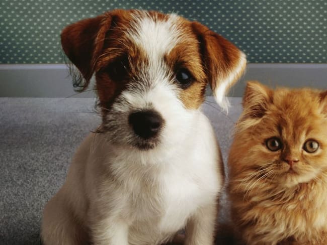 Esterilización de mascotas puede prevenir enfermedades y sobrepoblación