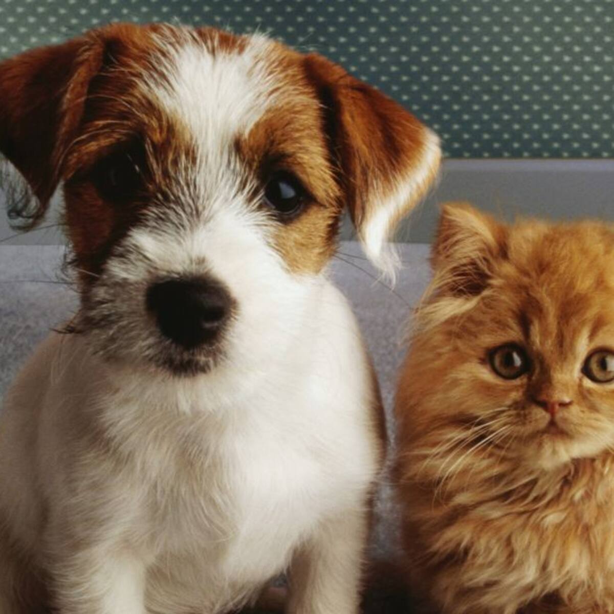 $1.500 millones fueron destinados para la unidad móvil de esterilizaciones para animales en Quindío