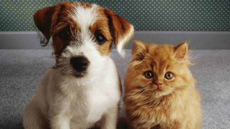 Diputada Beatriz Aristizabal