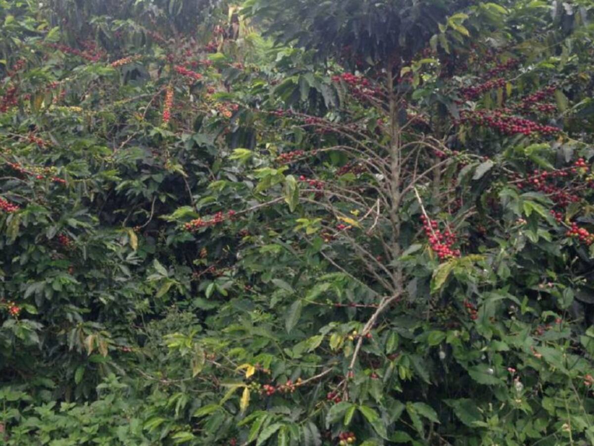 Bajan expectativas para balance anual de la producción cafetera de Caldas