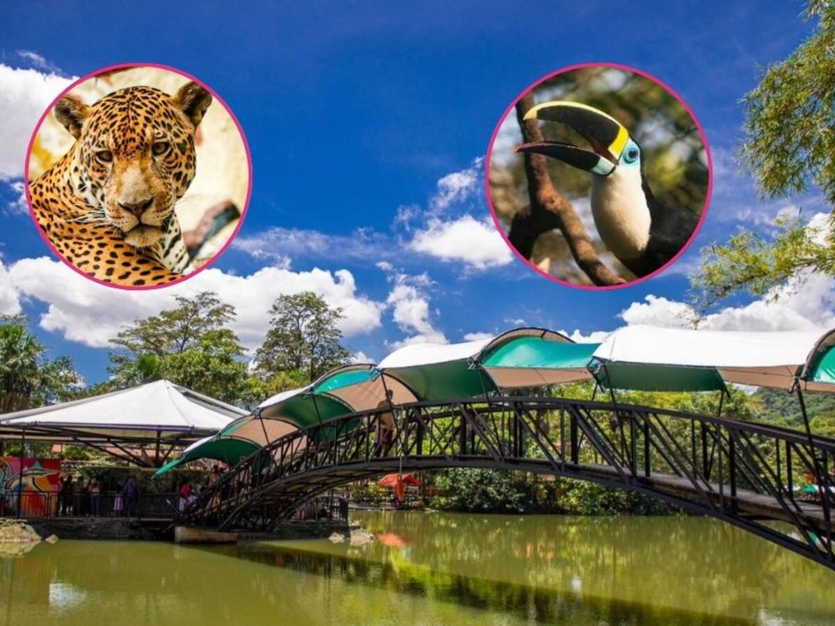 Desde jaguares hasta tucanes: reserva natural en Villavicencio de variada fauna Colombiana