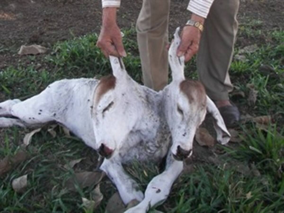 Nace ternero bicéfalo en las sabanas de Arauca