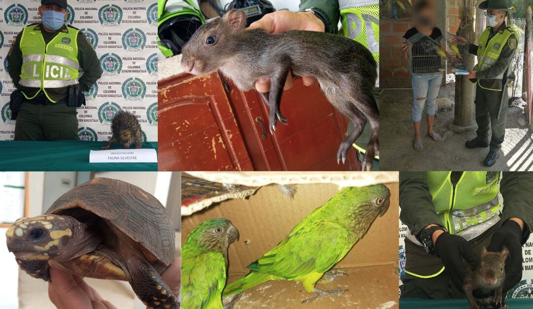 Especies entregadas a la Policía 