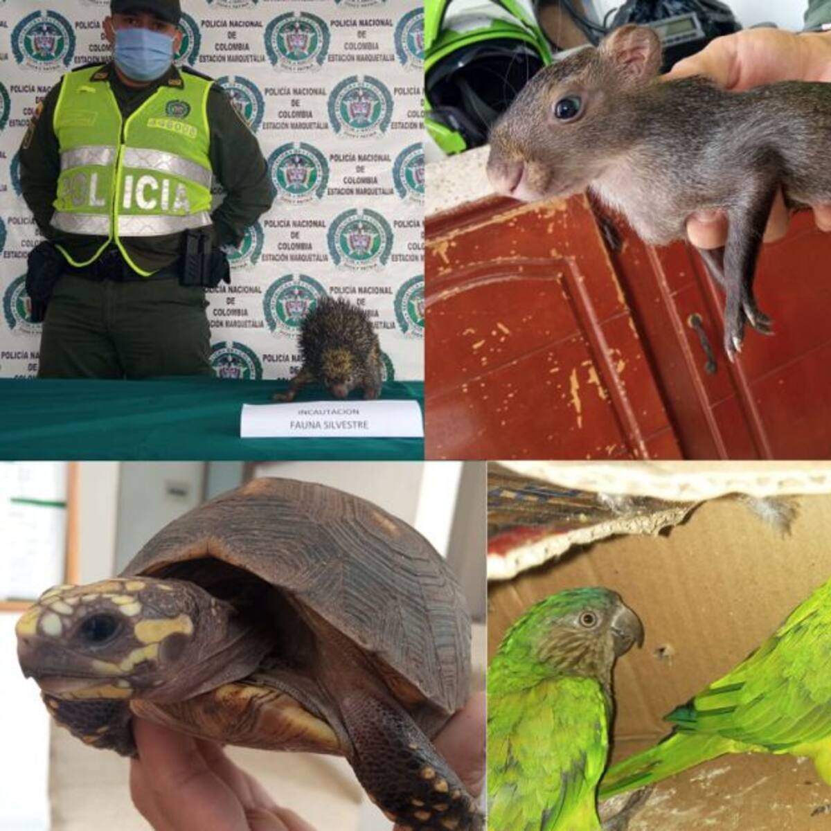 Especies exóticas fueron entregadas a la Policía por la comunidad