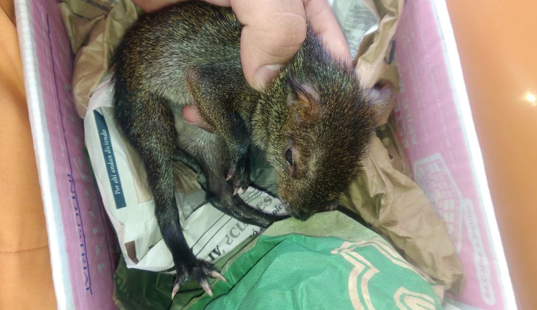 Guatí bebé recuperado en una vía terciaria de Caldas