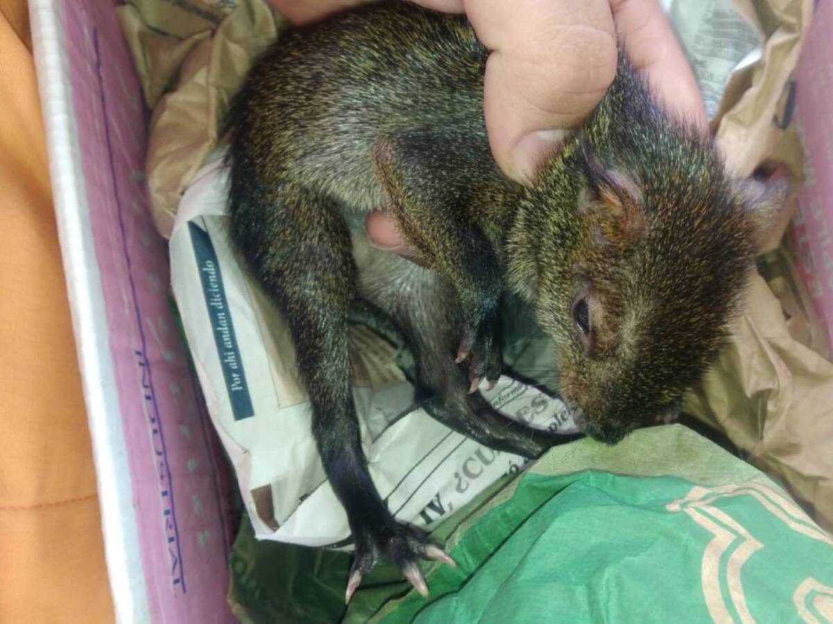 Rescatan en zona rural de Anserma a una cría de Guatín