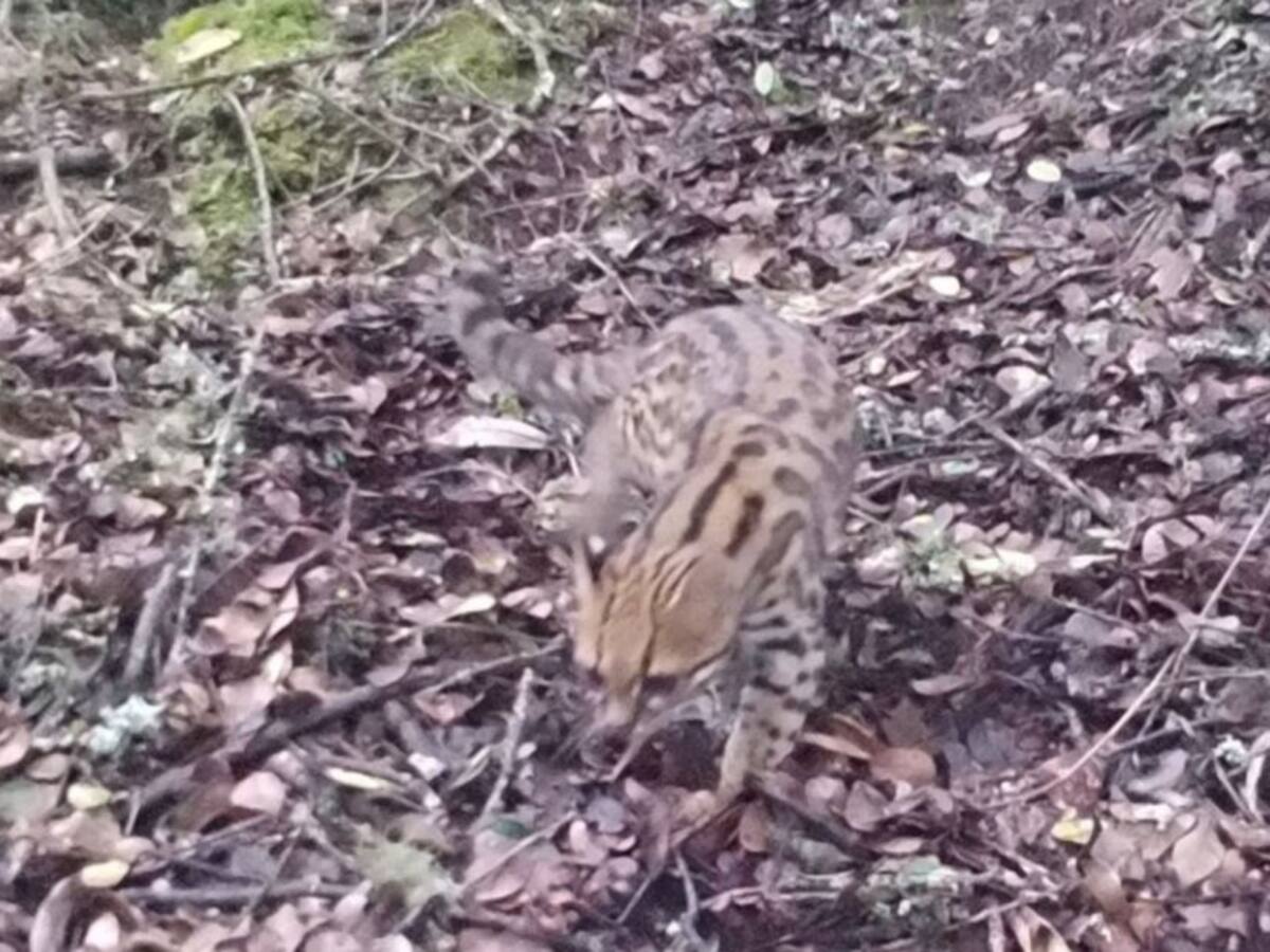 Solo quedan 200 tigrillos lanudos en la Sabana de Bogotá y Cundinamarca