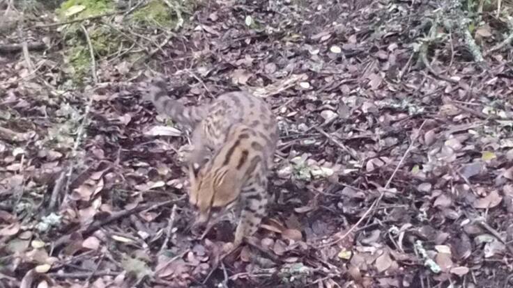 Solo quedan 200 tigrillos lanudos en la Sabana de Bogotá y Cundinamarca