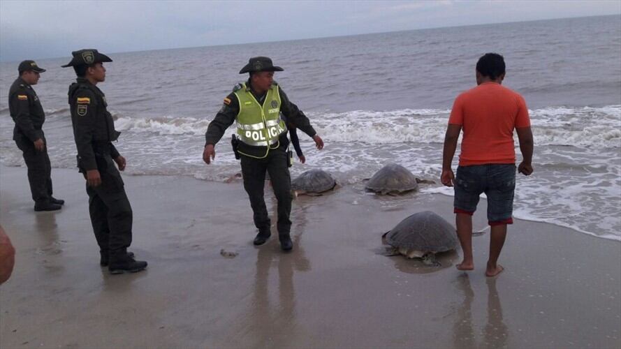 Las tortugas fueron liberadas en el mar. Foto: cortesía Policía Fiscal y Aduanera