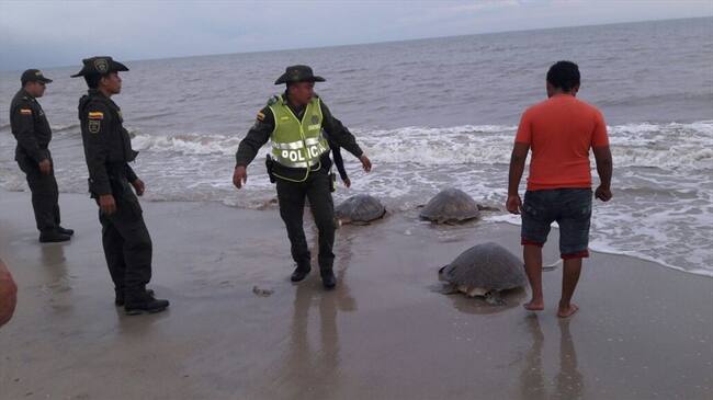 Las tortugas fueron liberadas en el mar. Foto: cortesía Policía Fiscal y Aduanera