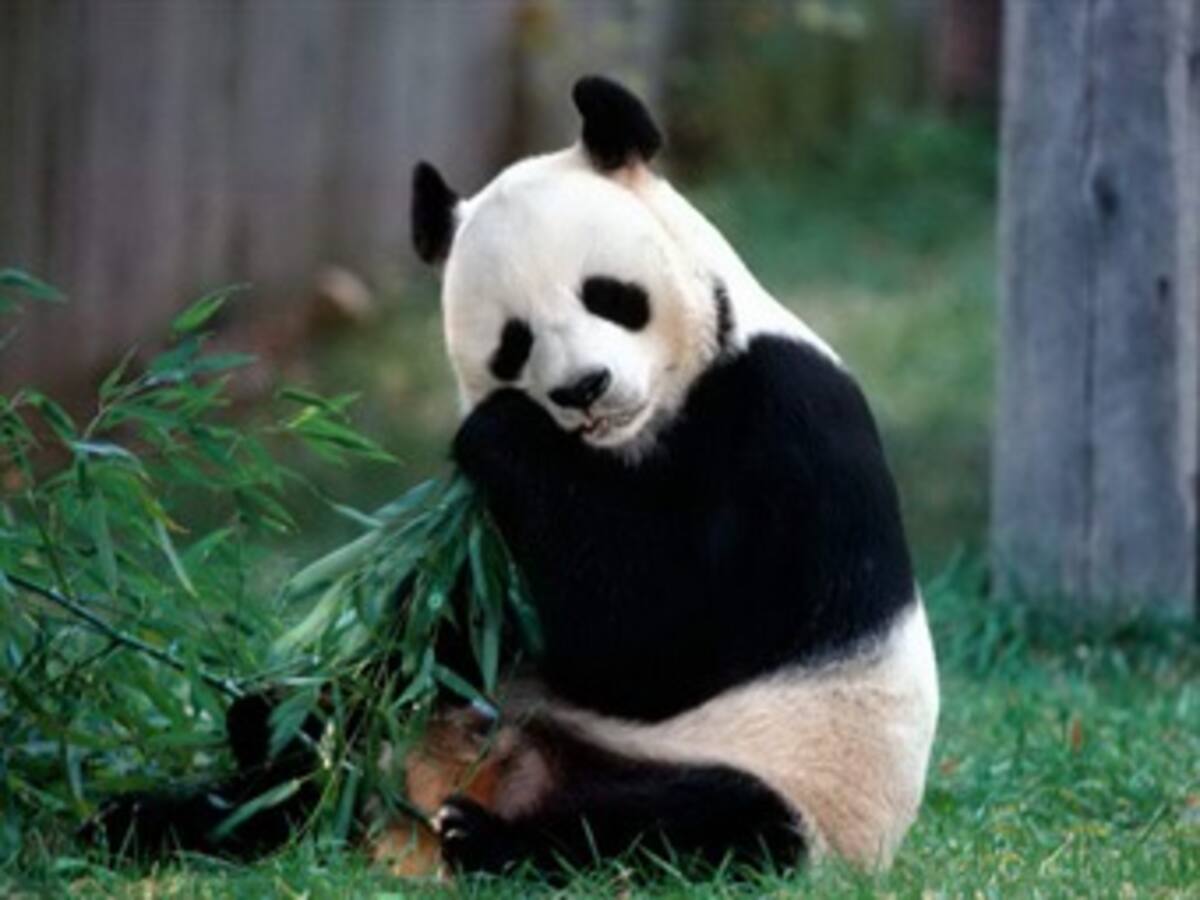 En vídeo quedó registrado el susto que sufrió un oso panda por terremoto en China