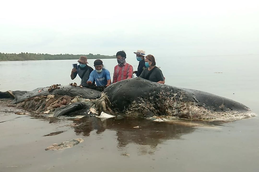 Cadáver de ballena encontrada muerta en el Parque Nacional de Wakatobi,  isla de Kapota, Indonesia