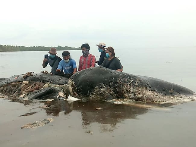 Cadáver de ballena encontrada muerta en el Parque Nacional de Wakatobi,  isla de Kapota, Indonesia
