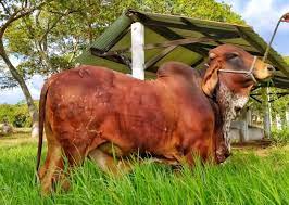 16000 mil predios dedicados a la ganadería en el Huila