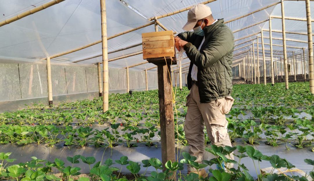 Cultivo de fresas en Putumayo