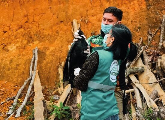 Cornare investigará para dar con los responsables de esta muerte masiva de fauna silvestre.
