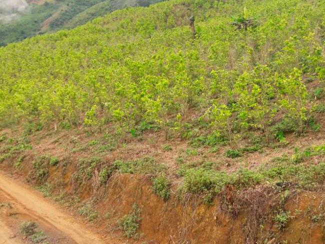 Anla autoriza aspersiones con glifosato a cultivos de coca en Antioquia