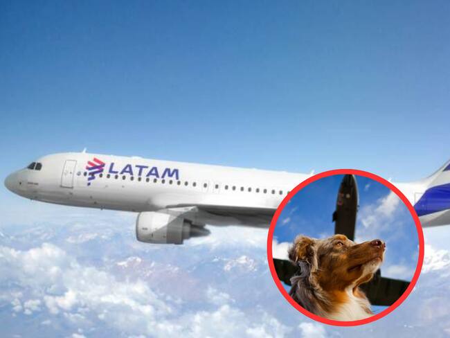¿Va a viajar con perros de apoyo emocional en Latam?, conozca las nuevas normas anunciadas