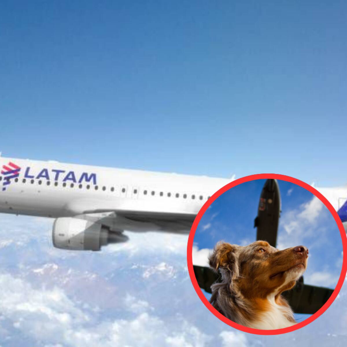 ¿Va a viajar con perros de apoyo emocional en Latam?, conozca las nuevas normas anunciadas