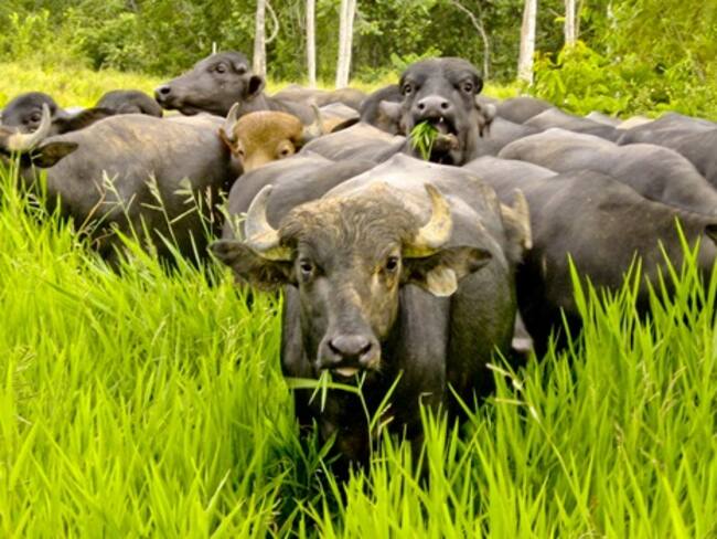 Introducción de búfalos tiene en riesgo a los manatíes en Santander