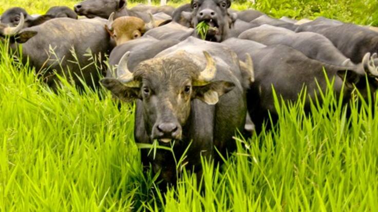 Introducción de búfalos tiene en riesgo a los manatíes en Santander