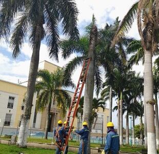 No serán taladas las palmas del Parque García Rovira