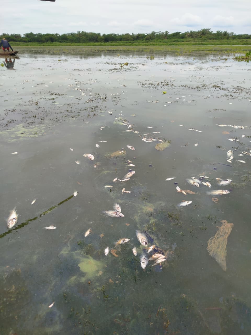 Mortandad de peces se registró en Guamal, Magdalena. Foto: Corpamag.