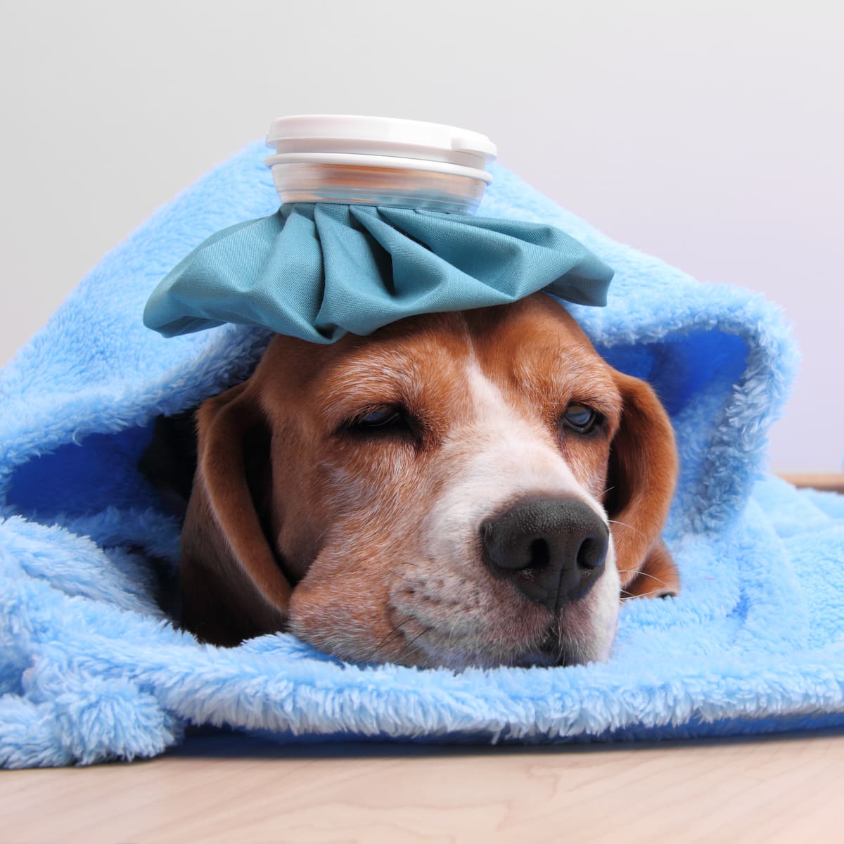 Cuidado con su perro si lo deja en guardería: le contamos sobre la tos de perrera y cómo evitarla