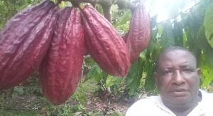 En el cultivo de cacao en Istmina.