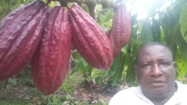 En el cultivo de cacao en Istmina.
