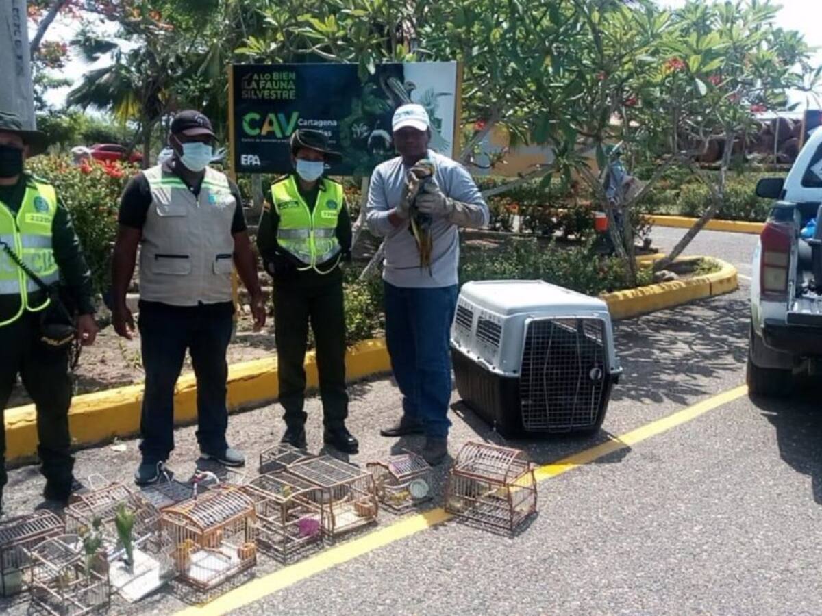 Cartageneros entregaron 15 aves silvestres que estaban en cautiverio