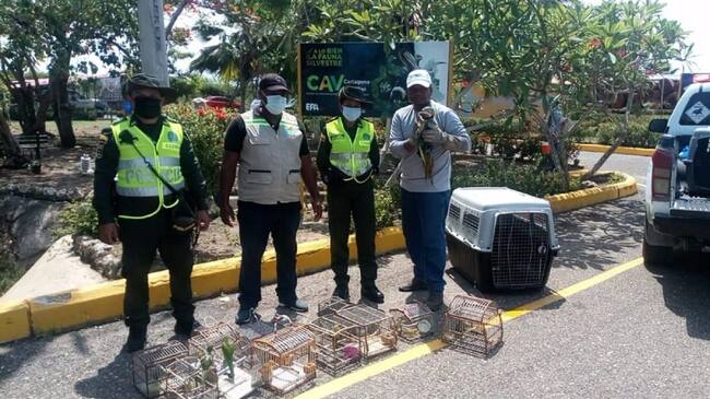 Entre los cuales se encuentran una guacamaya azul, dos cotorras caras sucias, 10 canarios, un chirrió y una tumba yegua