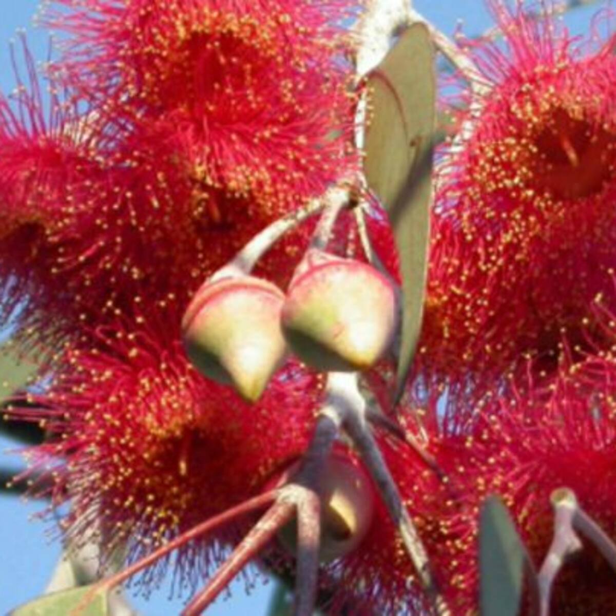 Conozca el achiote, más sano que los colorantes artificiales