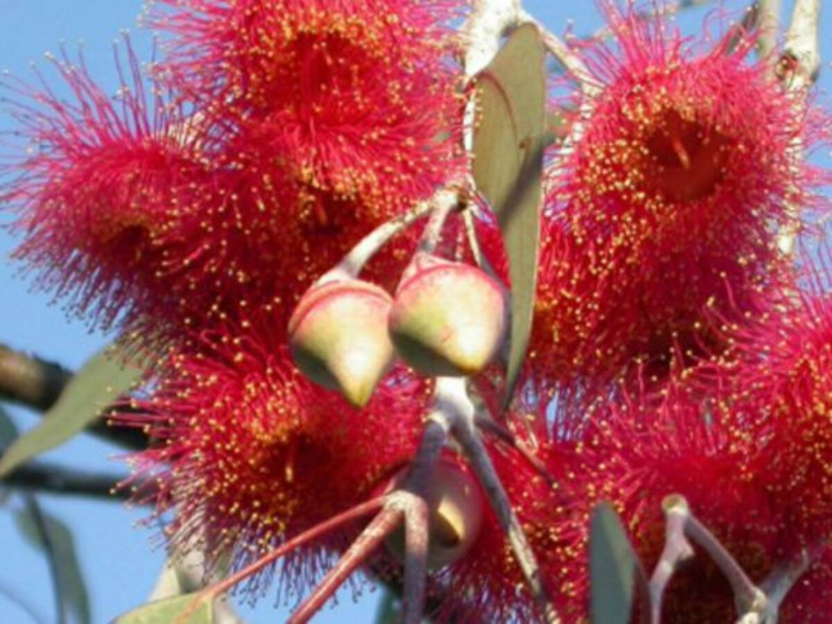 Conozca el achiote, más sano que los colorantes artificiales