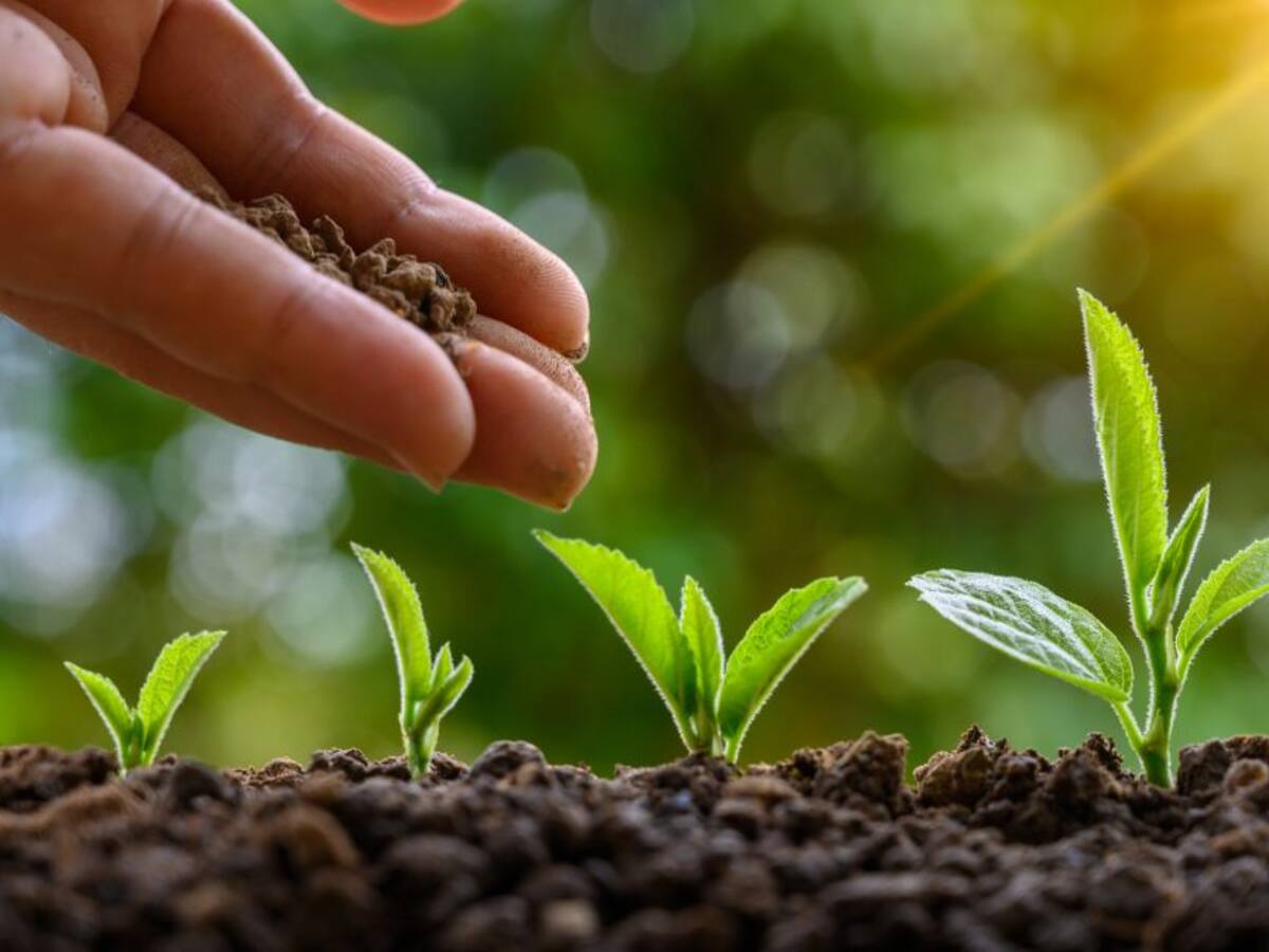 Proyecto busca cerrar la puerta a semillas transgénicas en Colombia