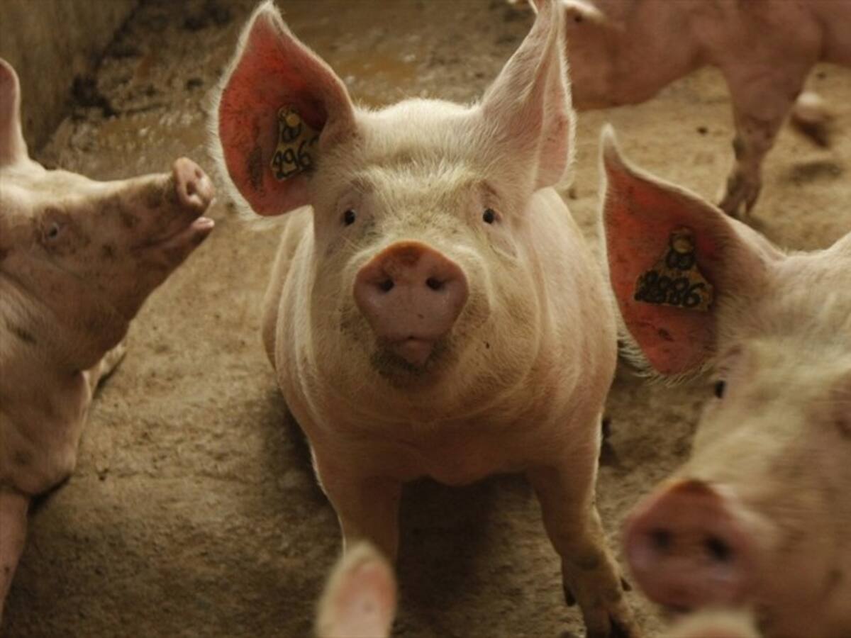 Anuncian construcción de planta de beneficio porcícola en Santander