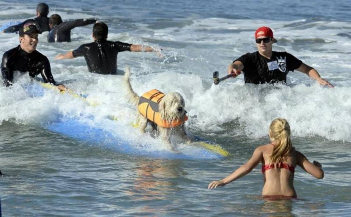 En la playa de Huntinton, California, se realizó la quinta edición del concurso anual de surf para perros, que mostraron grandes habilidades encima de las tablas y sorteando el oleaje.