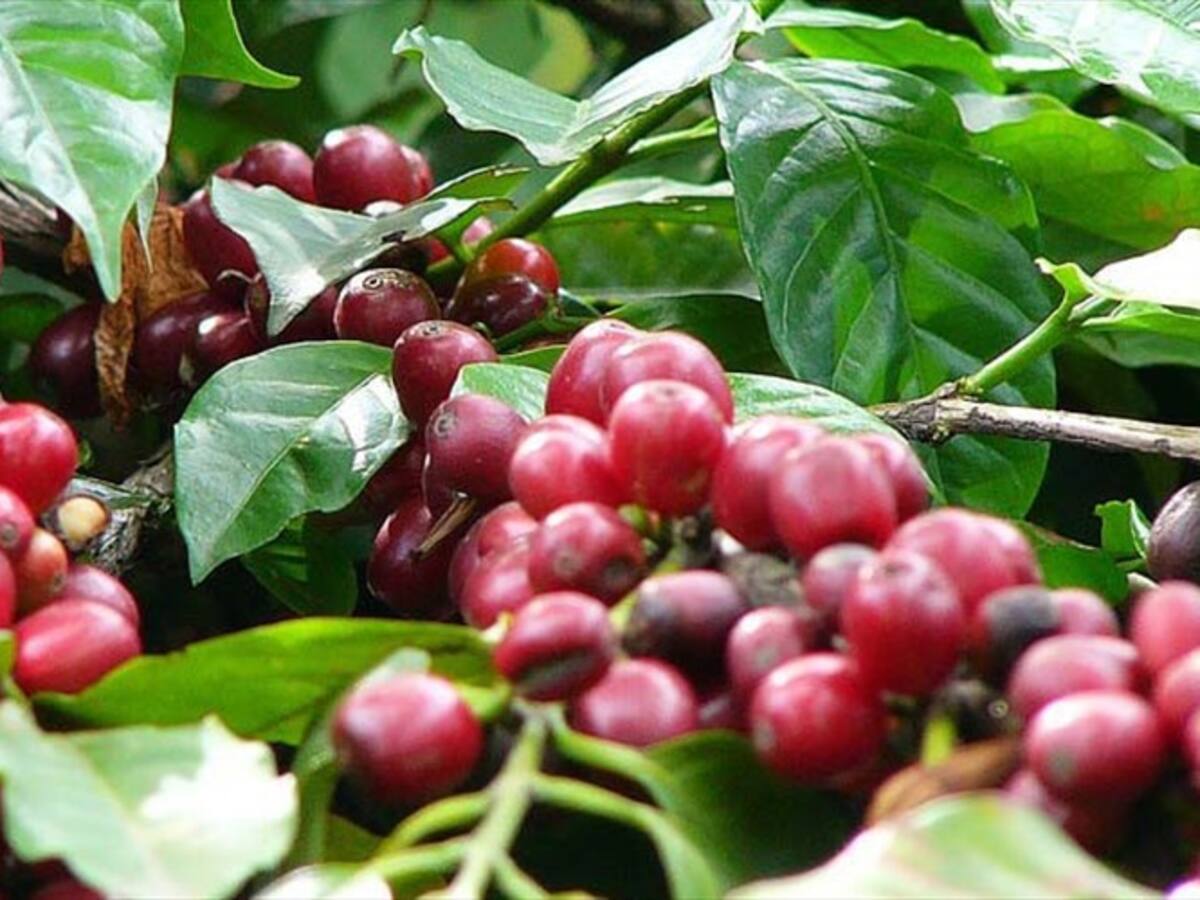 Federación de Cafeteros alerta por plaga en zonas del oriente del país