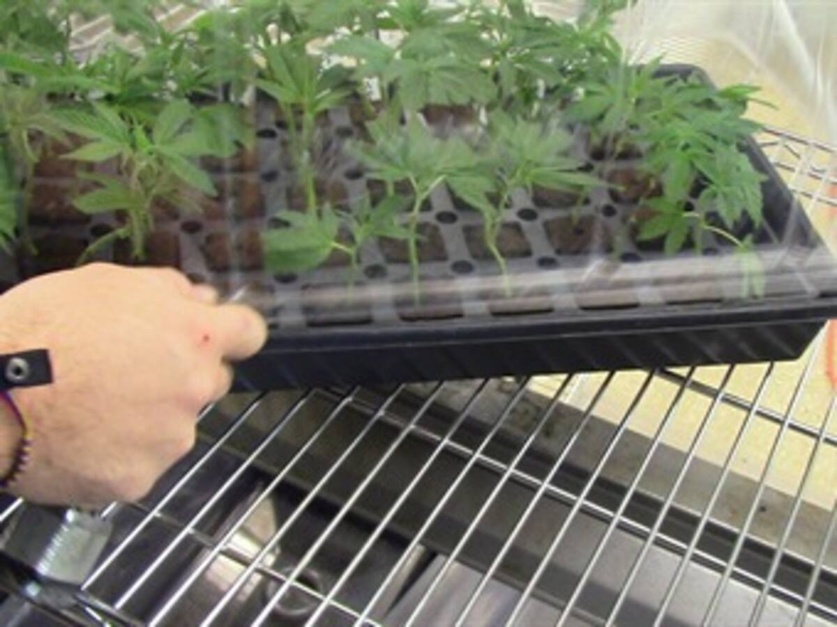 Colombiano José Bustamante brilla en la industria de la marihuana legal
