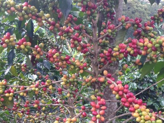 Cooperativa de Andes demandó a 600 productores de café para recuperar $85 mil millones