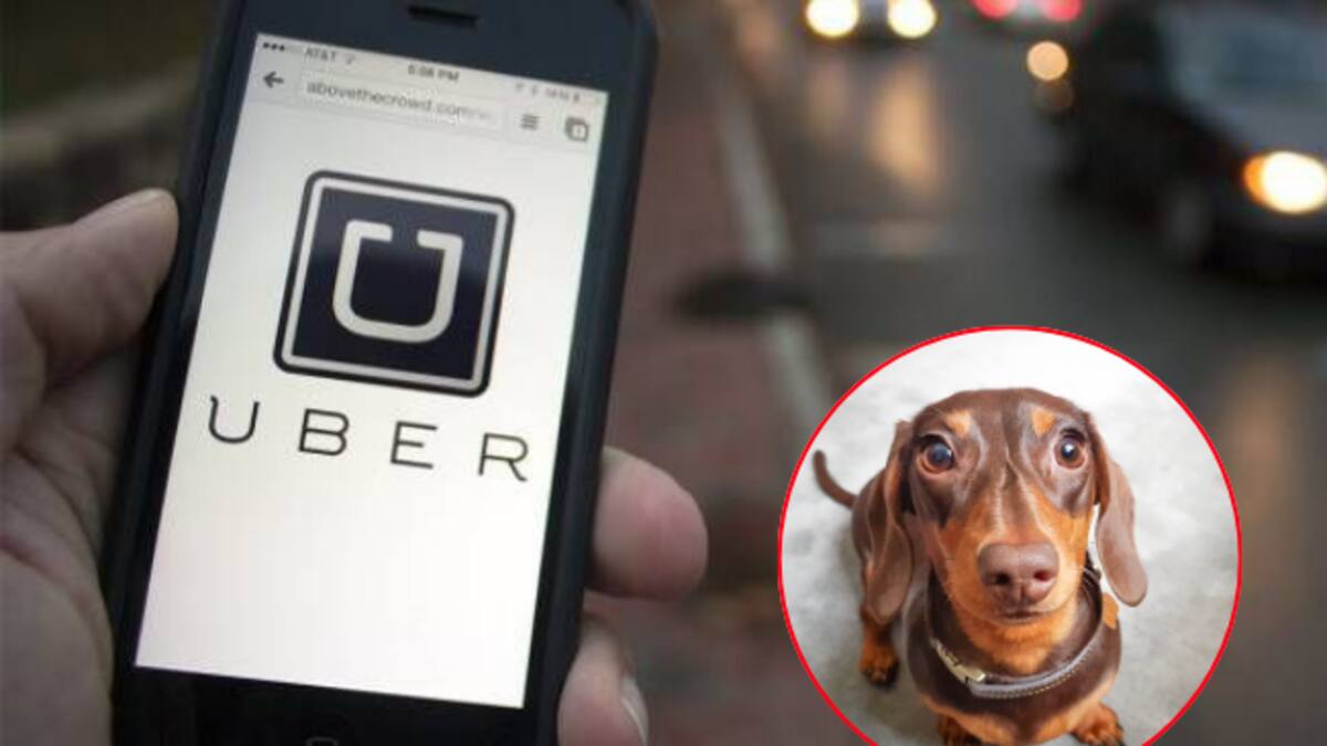 Conozca cómo puede viajar en Uber con sus mascotas en Bogotá y Medellín