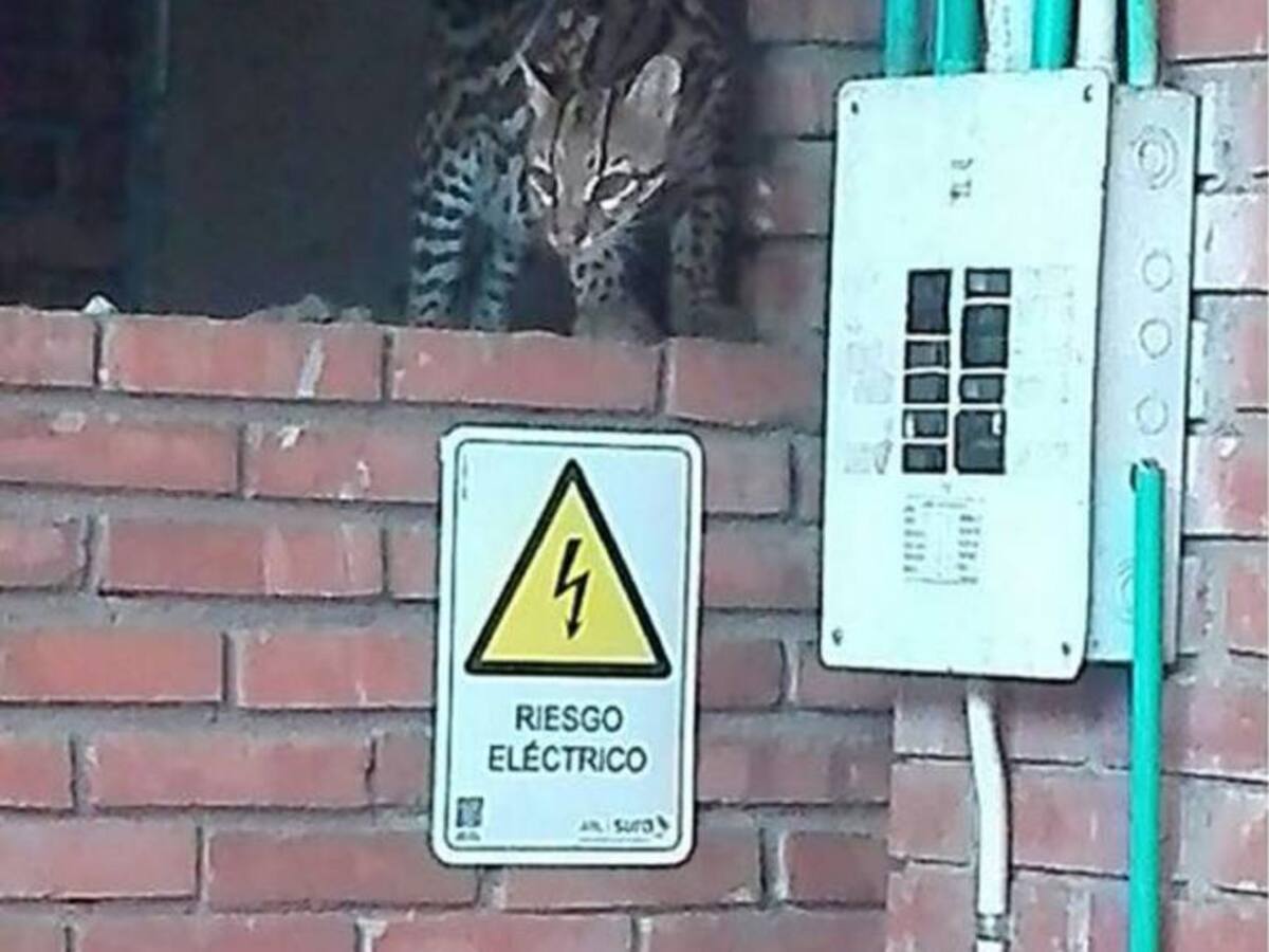 Rescatan tigrillo en colegio al sur de Cali