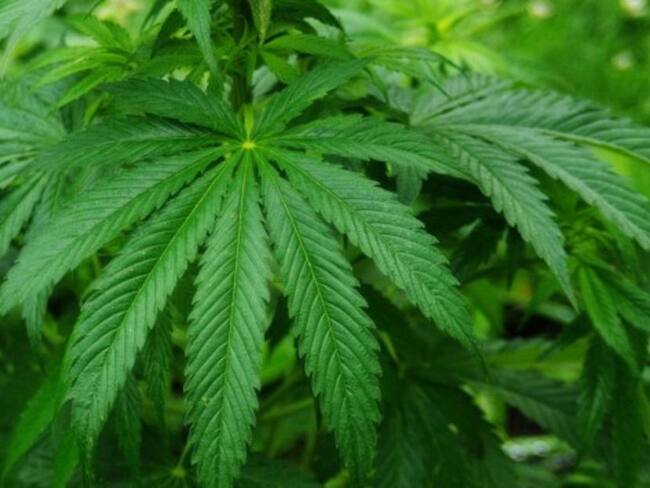 Cannabis como método medicinal en Colombia