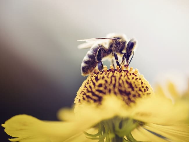 La pasión por las abejas reúne a un colectivo de mujeres campesinas