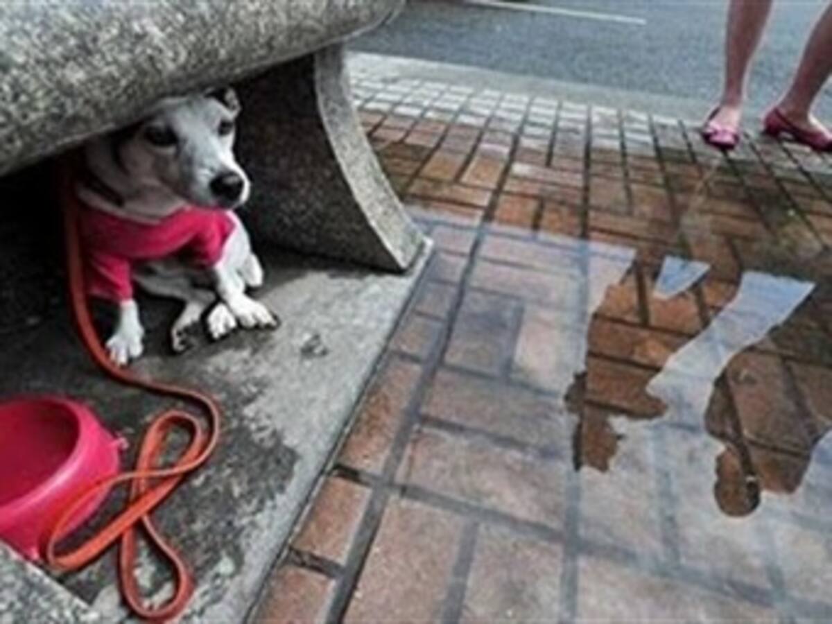 Procuraduría ordena investigación por matanza de decenas de perros en Cisneros, Antioquia