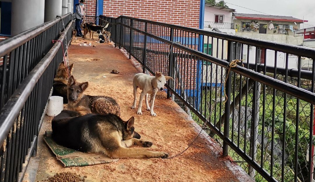 Mientras que de los afectados por las lluvias se rescataron 70 caninos