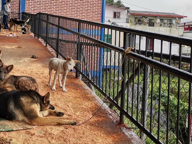 Mientras que de los afectados por las lluvias se rescataron 70 caninos