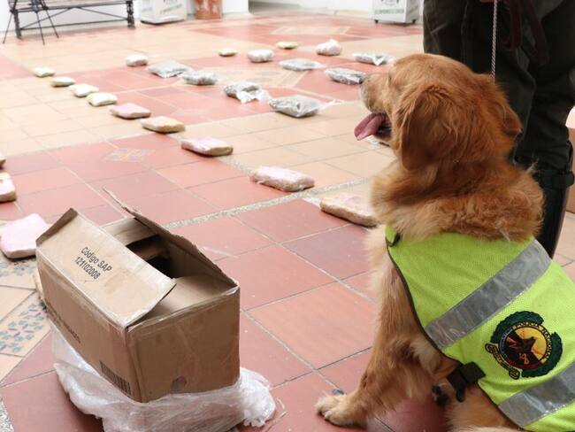 Terry y Yoryim, los "héroes" caninos que atacan el microtráfico
